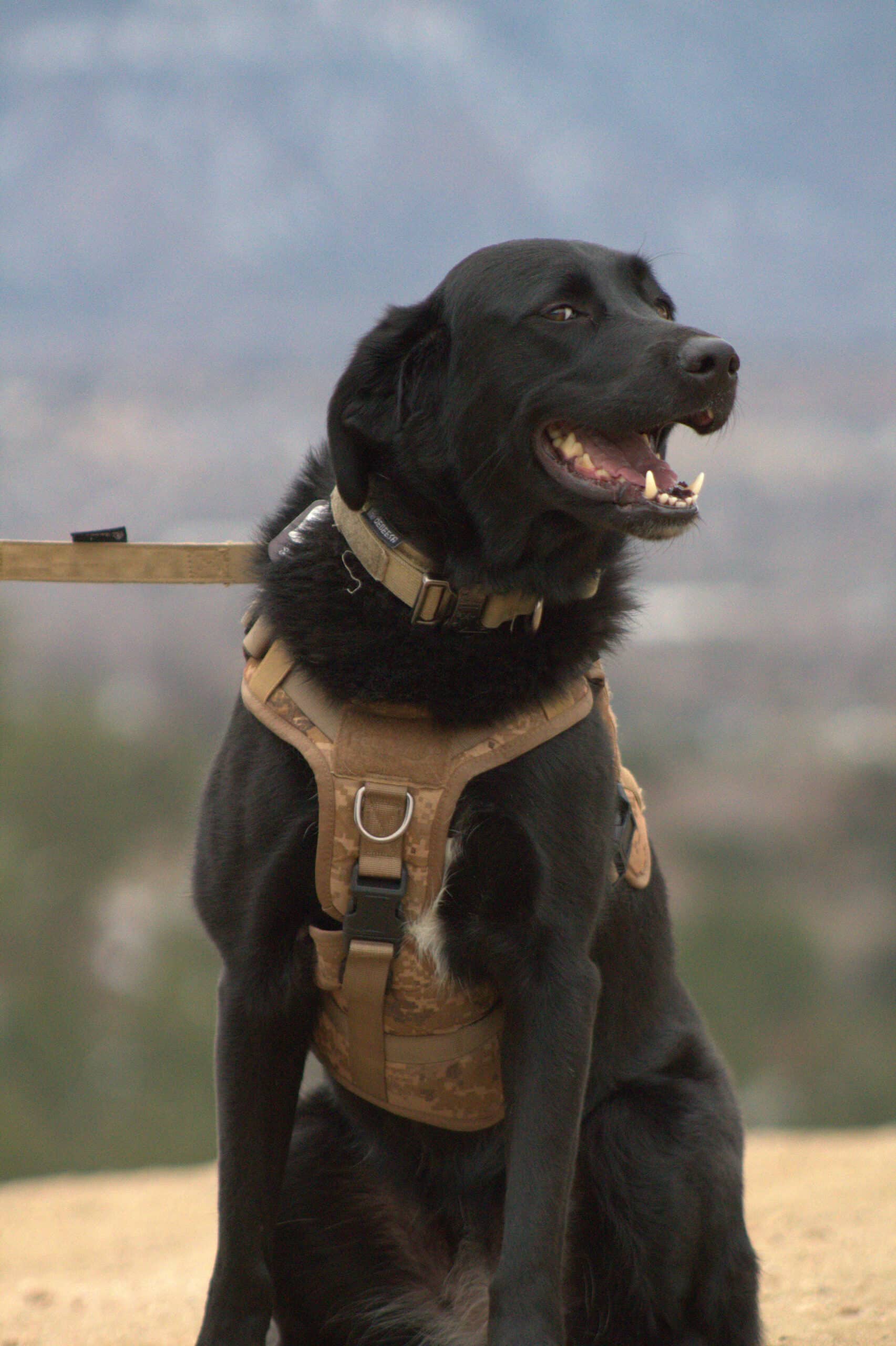Willow, Security and Squirrel Surveillance at Footprint Home Experts